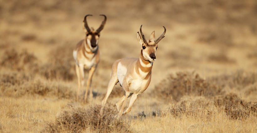 Pronghorns are known as the fastest hoofed animals
