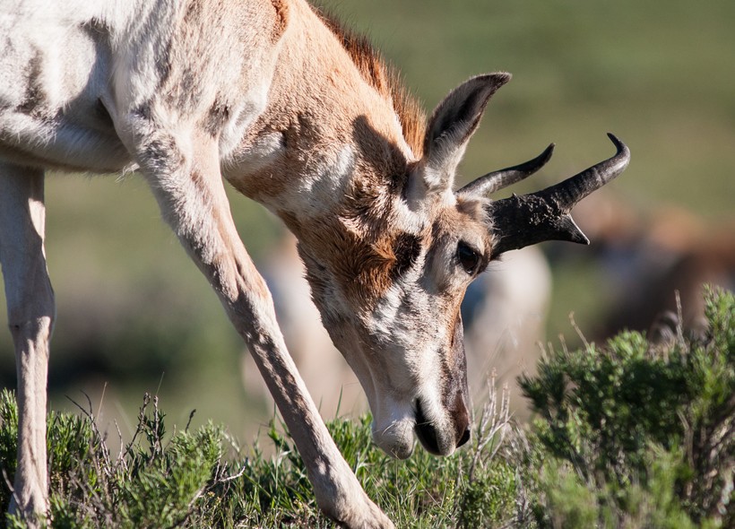 40 to 60 percent of the day is spent feeding. Pronghorns are herbivores, browsing and grazing on a wide variety of plants