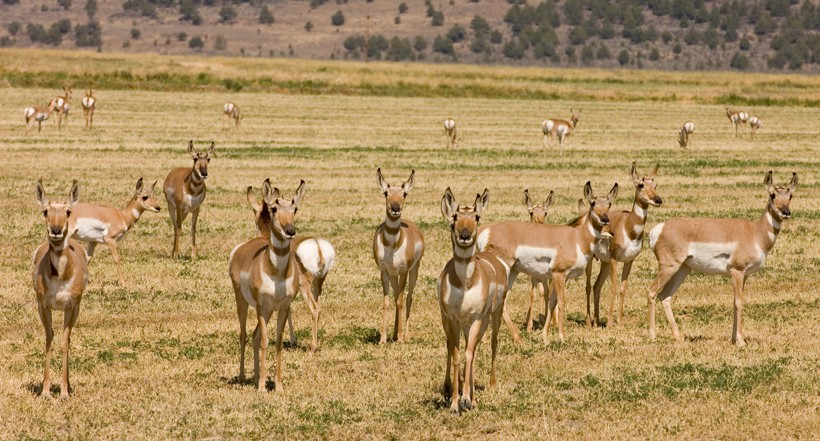 Smaller herds of about 12 individuals are observed during summer. Large herds of pronghorns are formed during winter to protect themselves from the predators