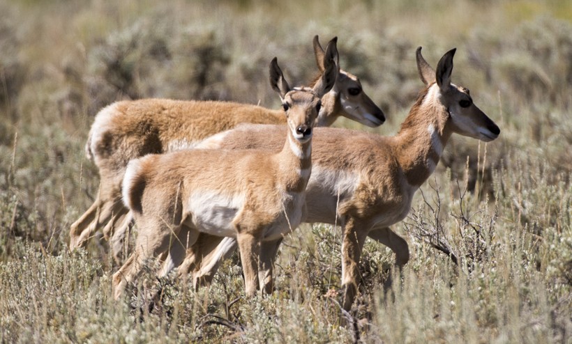 Pronghorn family in the wilderness of Wyoming