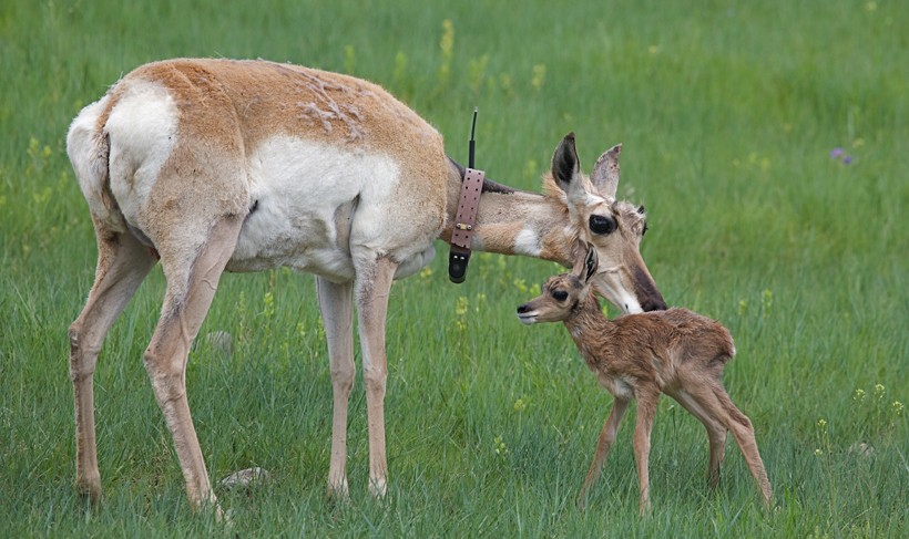 Mother pronghorn antelope with newborn, Custar State Park, South DakotaS