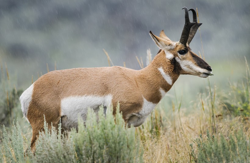 Male pronghorn attracts the female during the estrus with a high-pitched whine. Female pronghorns choose mates through sampling, inciting, and quiet.