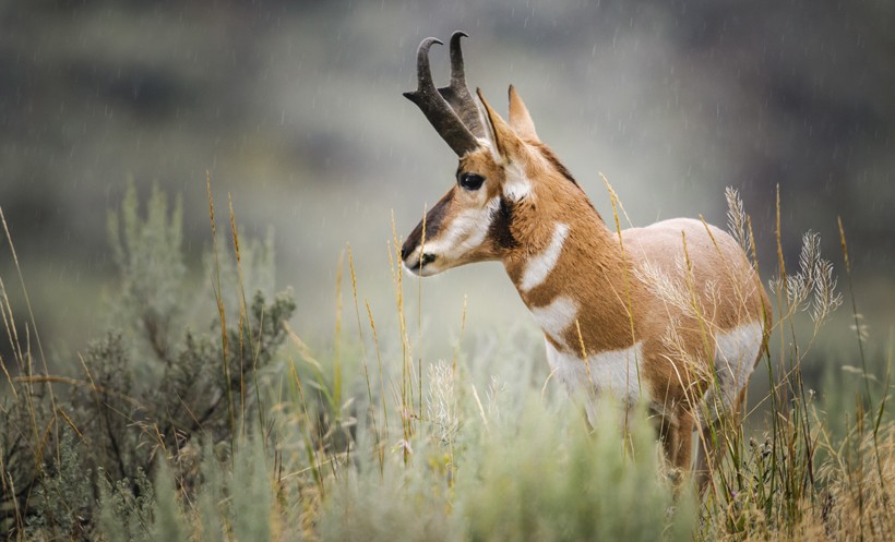 According to the Apache legend, pronghorns are descendants of a beautiful young tribal woman