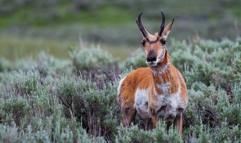 Pronghorn among sage bushes, Yellowstone National Park, Wyoming