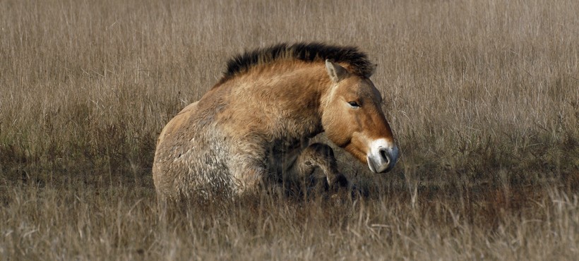 Przewalski's horses use their sharp hooves to dig in the ground, in order to find water in dry climates.