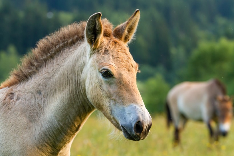 Domestic and przewalski’s horses were splitted from their ancestors only 45,000 years ago.