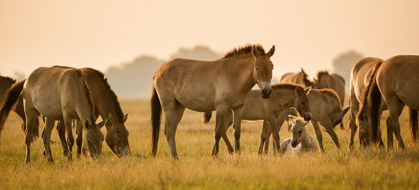 Przewalski's Horses live in small herds consisting of 10-20 members