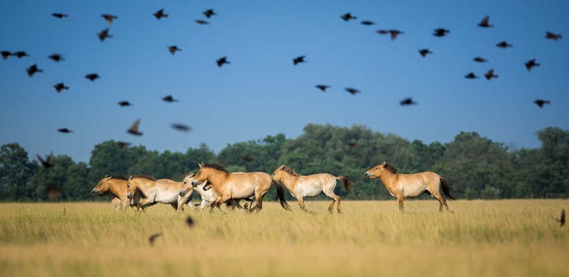 Przewalski's horses herd running on the steppes of mongolia