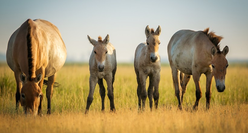 Members of the herd protect the foals from predators