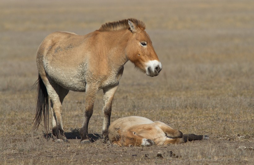 The mare przewalski's horse usually gives birth to a single foal