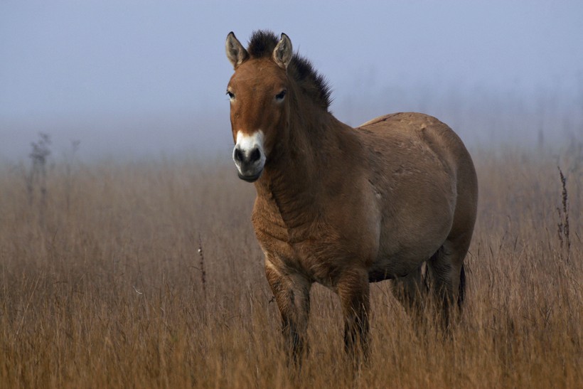 Przewalski's horses develop a thick coat with long hairs to endure the harsh winter months.