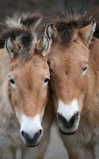 Portrait Przewalski's horses