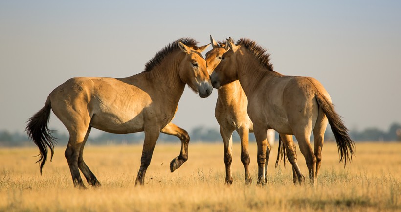 Przewalski's horses are highly social and can often be seen grooming towards each other