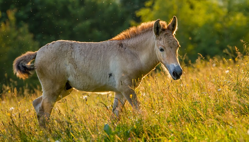 Przewalski's horse, sunset grassland