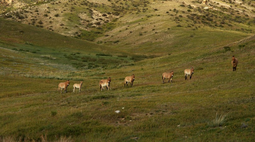 There are a few hundred przewalski's horses left surviving on the wild grasslands of Mongolia and China.