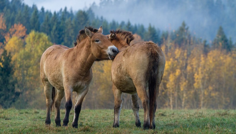Przewalski's horses have a beige to brown colored coat, with dark brown or black legs and a white muzzle.