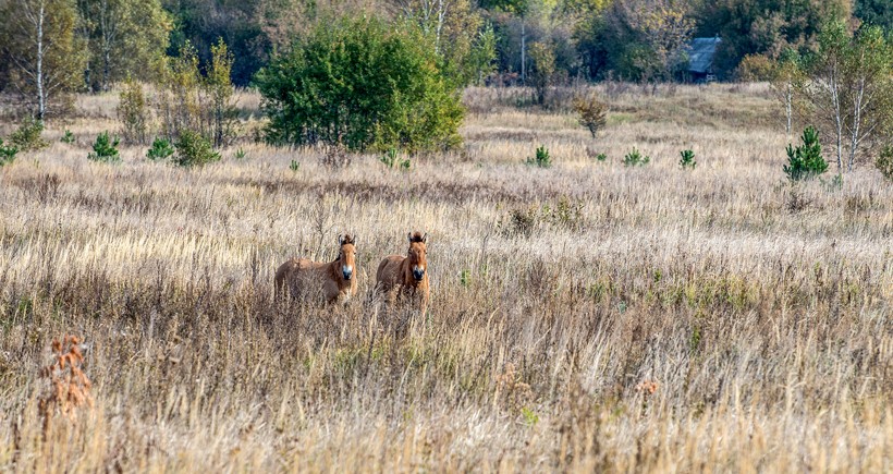 Przewalski's horses, Chernobyl Nuclear Power Plant Zone of Alienation, Ukraine