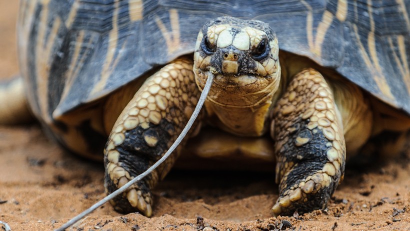 Radiated tortoise chewing on a branch