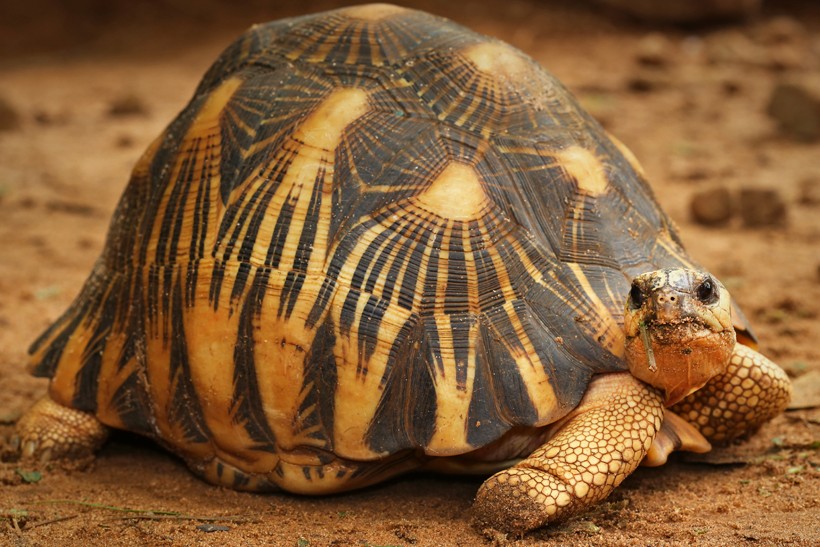 Shell of the Radiated tortoise (Madagascar) Shell of the Radiated tortoise (Madagascar)