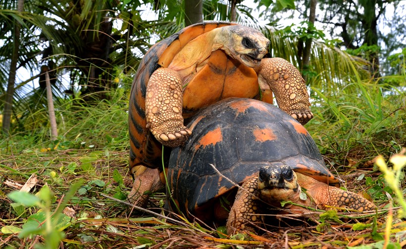The males generally produce a ‘grunt’ like sound while mating Radiated tortoises mating