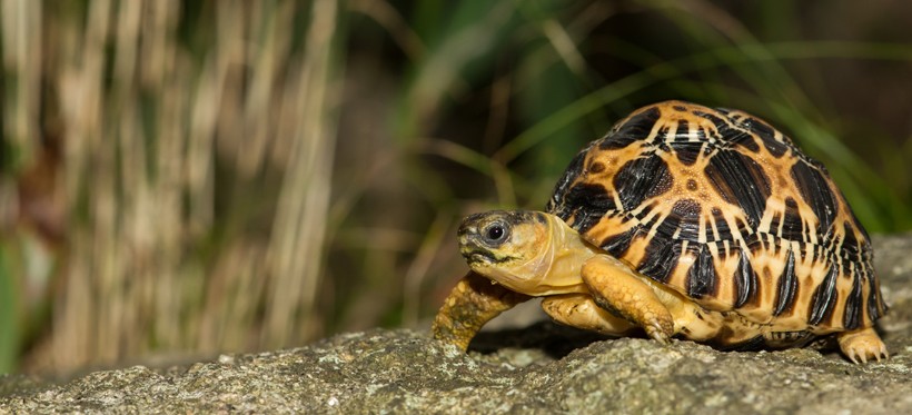The carapace is flattened at birth but reaches a dome-shaped structure soon with rising age. Newborn Radiated Tortoise