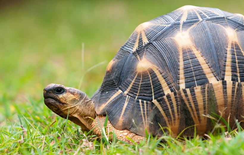 Radiated tortoise shell