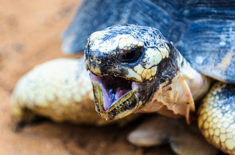 However they grunt during courtship. Radiated Tortoise shriek