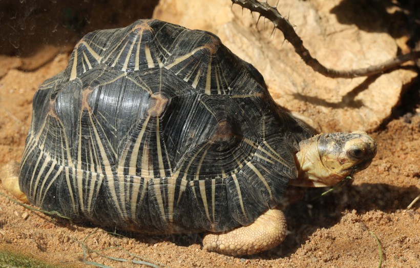 Look at the thorns of the branch Radiated tortoise in the spiny forest of Madagascar