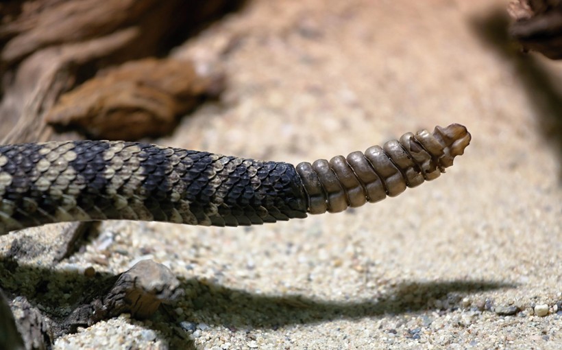 Closeup of the rattle of the Eastern Diamondback