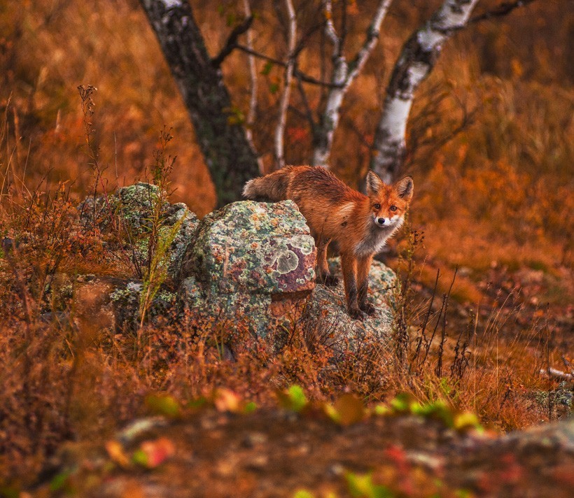 red fox in a beautiful red-brown environment