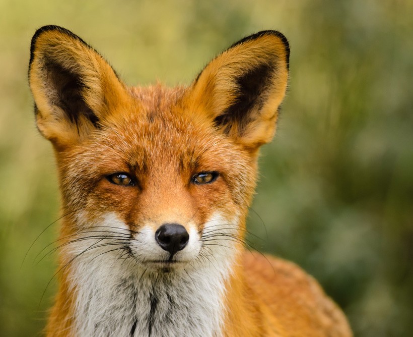 Red Foxes are found in every country, starting from the Northern Arctic Circle to Asia, Northern Africa, and Central America in the South. Red Fox close up head