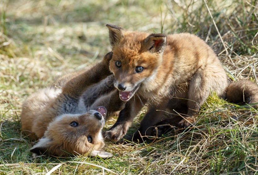 Red fox cubs are completely weaned only when they are up to 7 to 8 weeks old. Red Fox cubs playing in grass