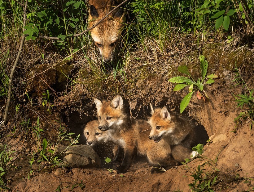 Red Fox kits in a den, mother watching from above