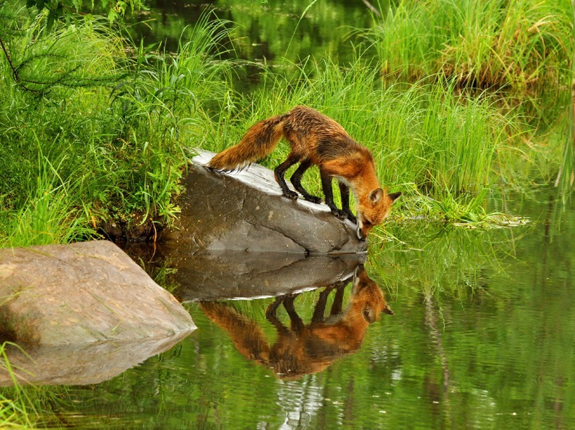 Red Fox drinking water