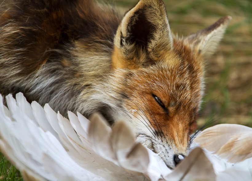 Red Fox eating a bird