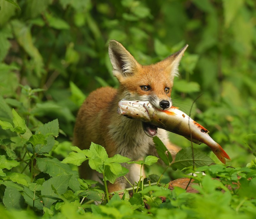Red Fox catched a Fish