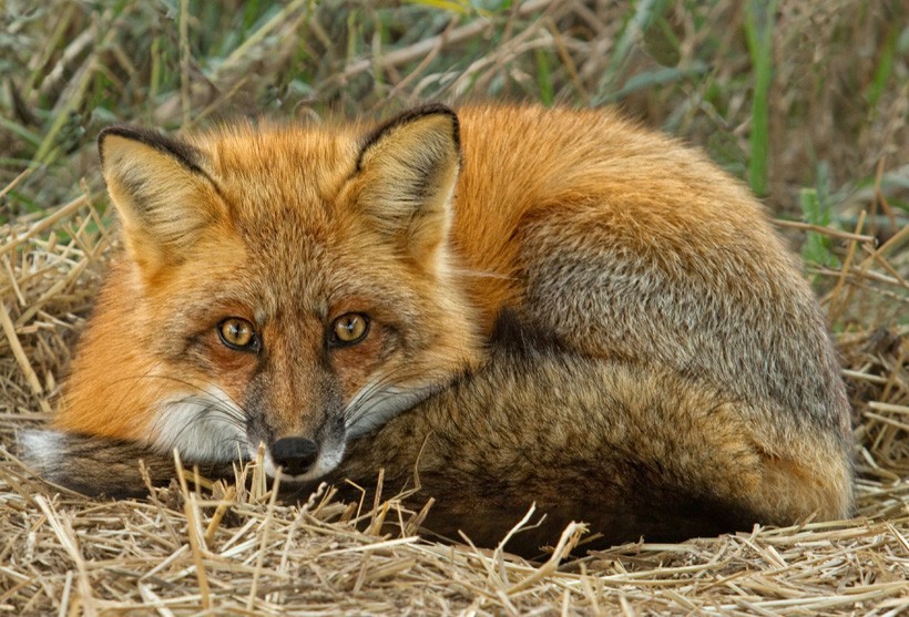 Red Fox Sitting in grass