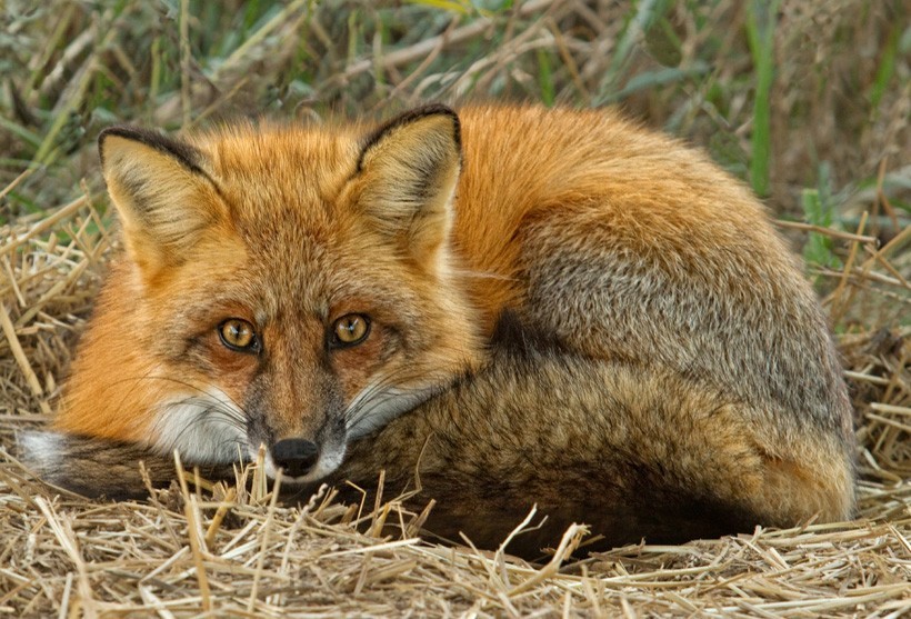 Red Fox (Vulpes vulpes) | about animals