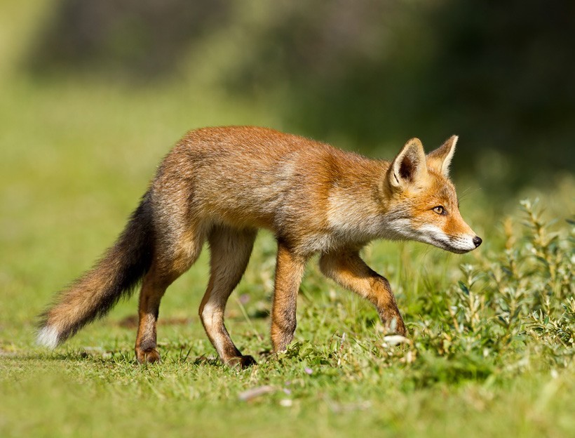 Red foxes detect sounds and scents in order to find food in their habitat. Red Fox hunting