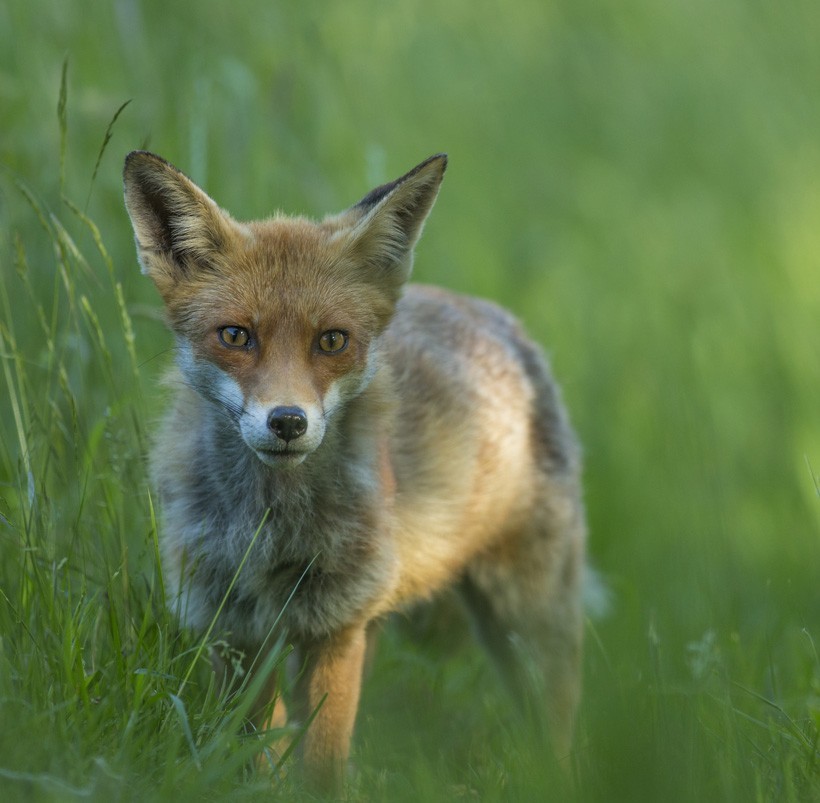 Red Fox in grass