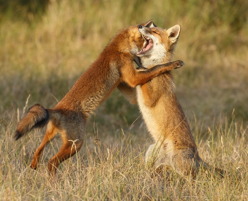 Red Foxes use their body language and a wide range of vocal calls in order to communicate Red Fox juvenile fighting