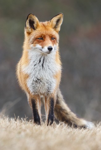Red Fox listening