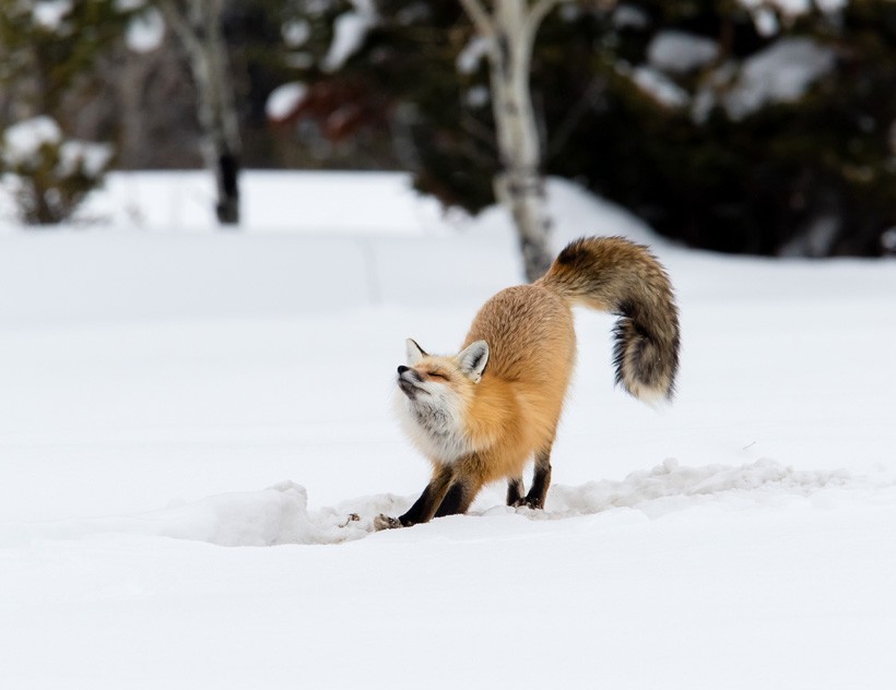 Red Foxes live in packs but they hunt individually. Red Fox stretching in the snow