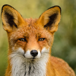 Red Fox