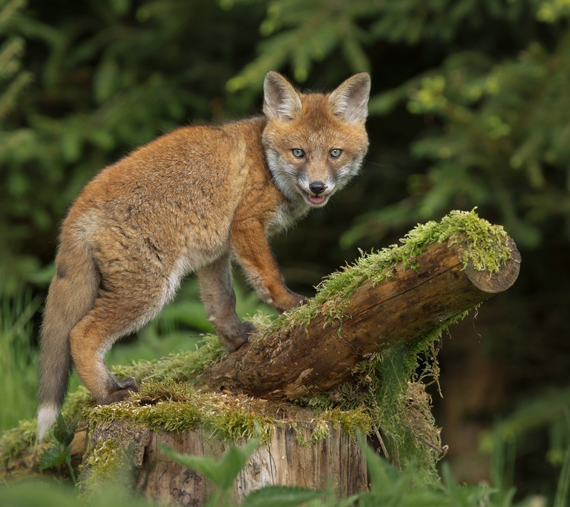 Red Foxes belong to the family of canids or dog-like carnivores. Young wild red fox in a forest