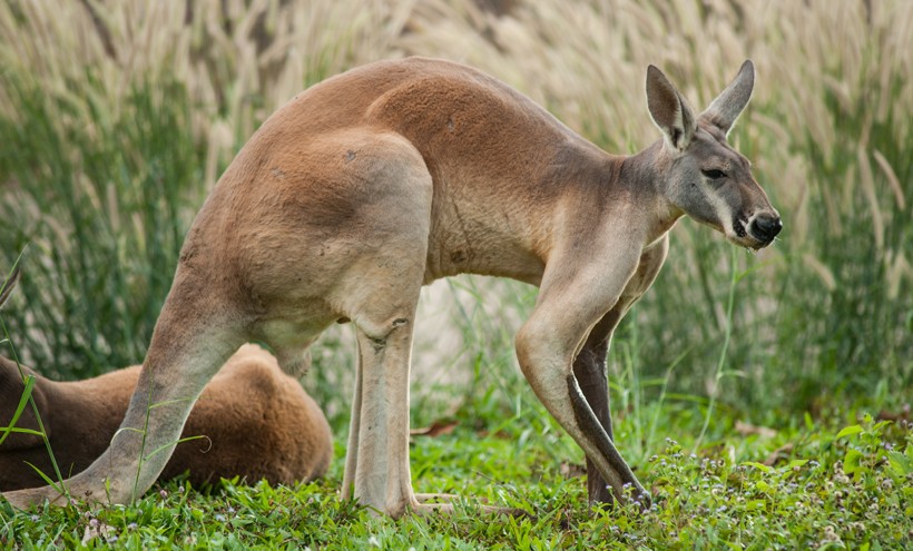 Red Kangaroo (Macropus rufus) animals