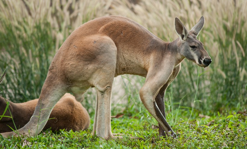 Red kangaroo anatomy