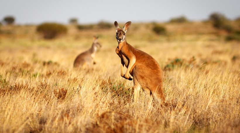 Red Kangaroo standing up in grasslands in the Australian Outback