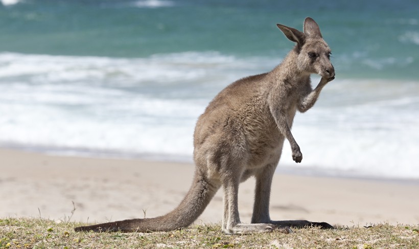Red Kangaroo on the beach, depot beach, New South Wales, Australia