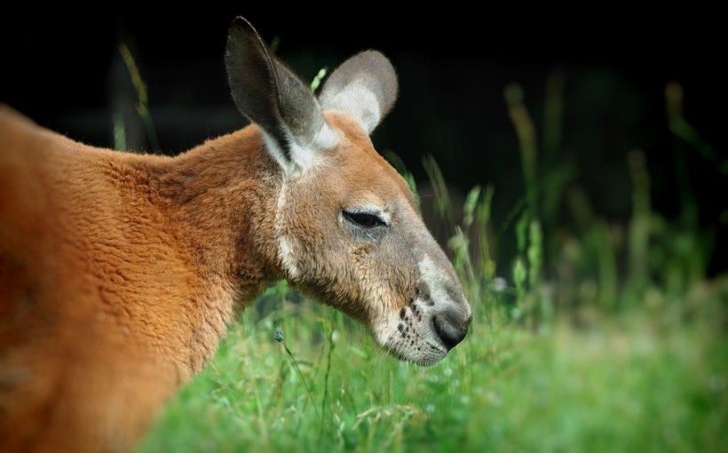 Due to its wide distribution and large population all across the Australian mainland, the Red Kangaroos are classified as Least Concern on the Red List of IUCN Red Kangaroo close up